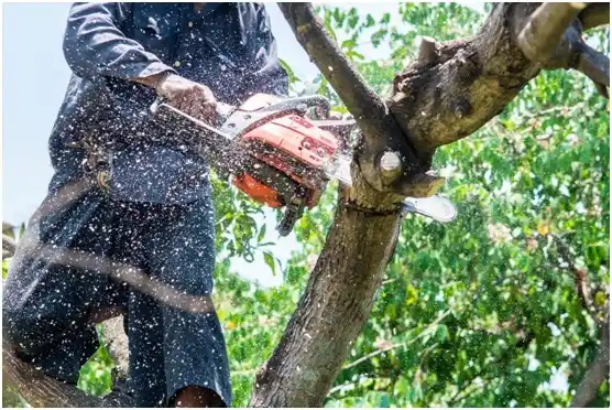 tree services Alma